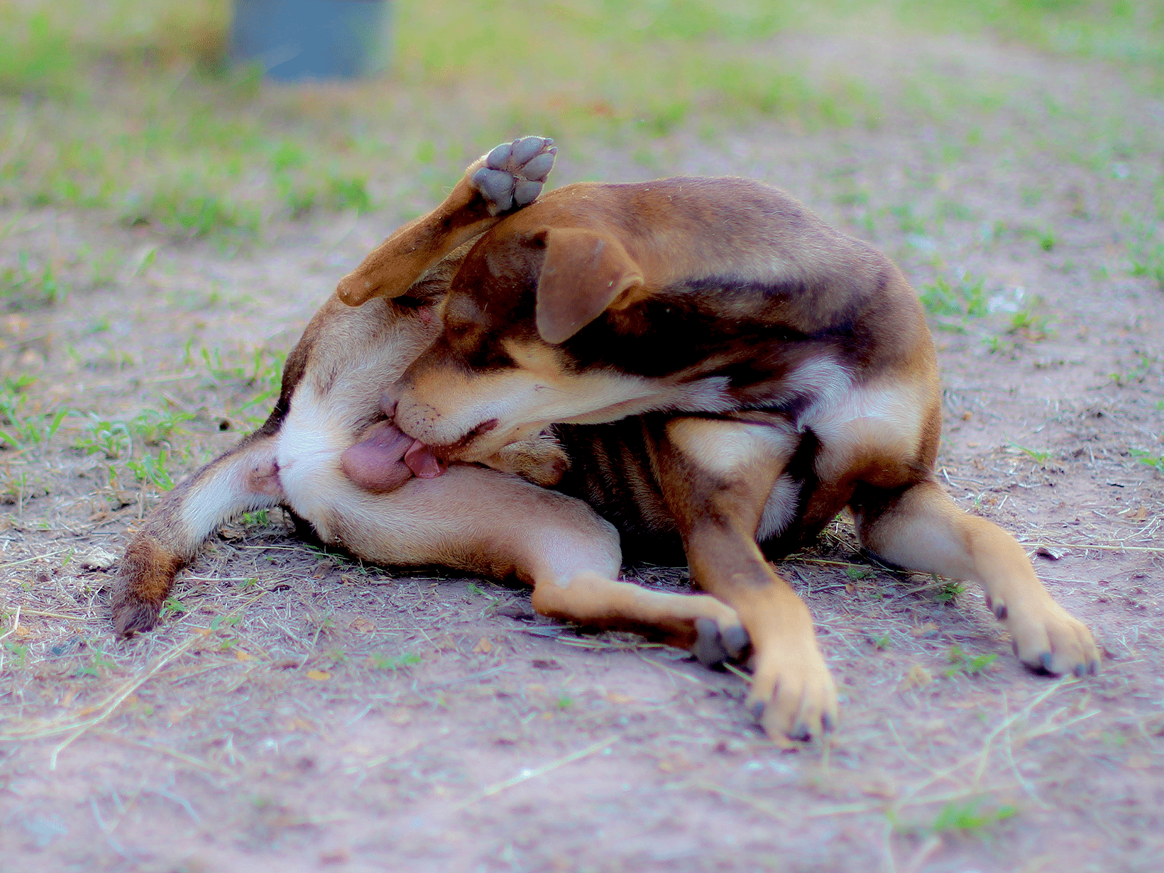 voorhuidontsteking hond symptomen