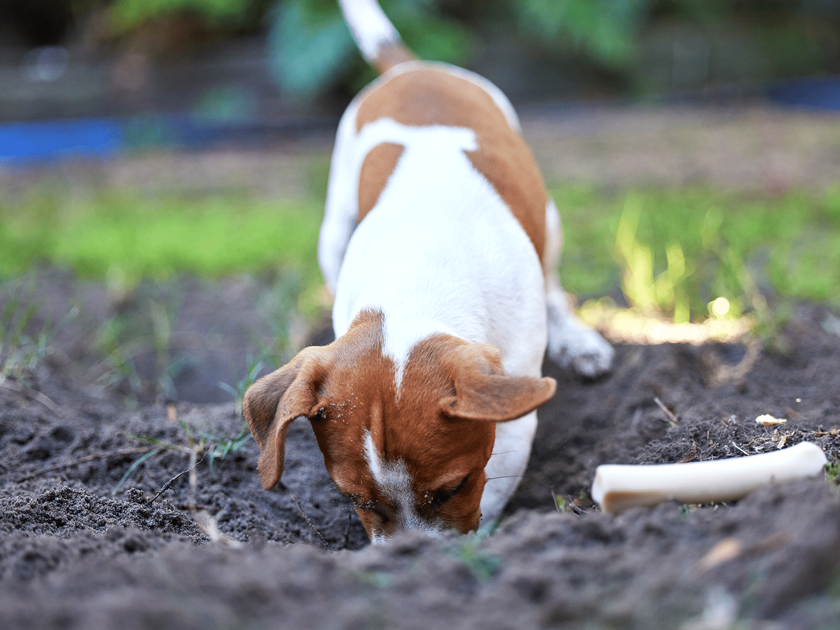 waarom begraaft een hond zijn bot