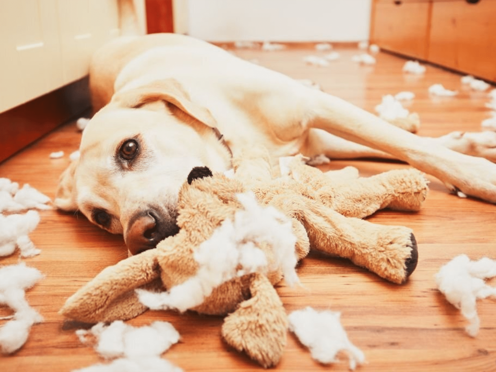 Waarom bijt een hond alles kapot?