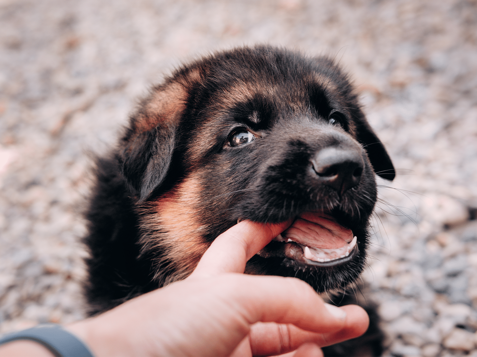 Waarom bijt een hond?