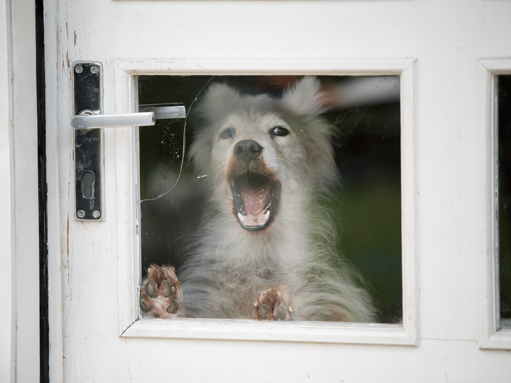 Waarom blaft een hond als hij alleen is?