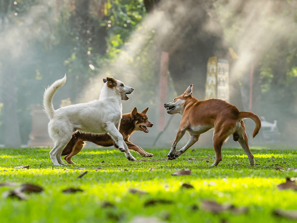 Waarom blaft een hond naar andere honden? Lees de redenen!