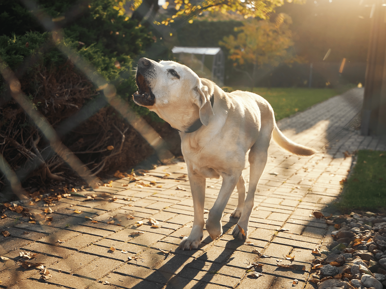 Waarom blaft een hond in de nacht?