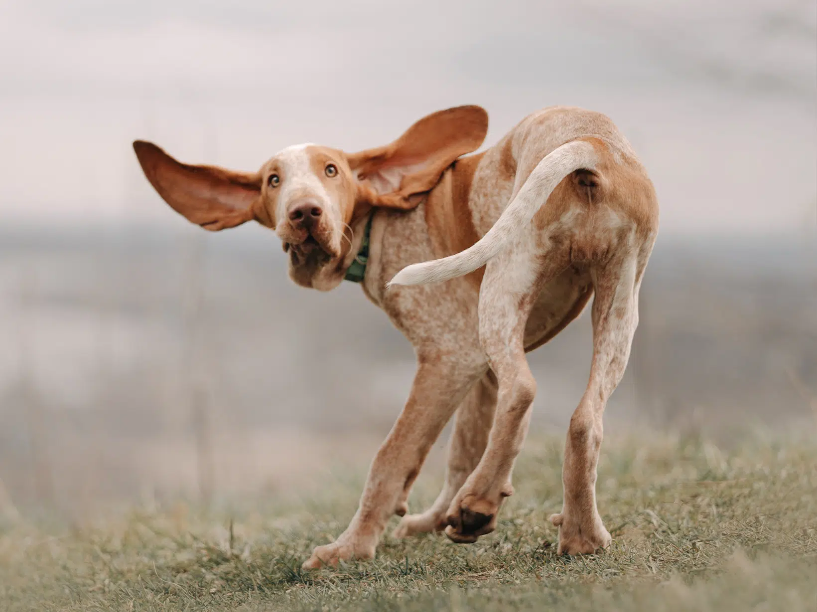 Waarom draait een hond rondjes?