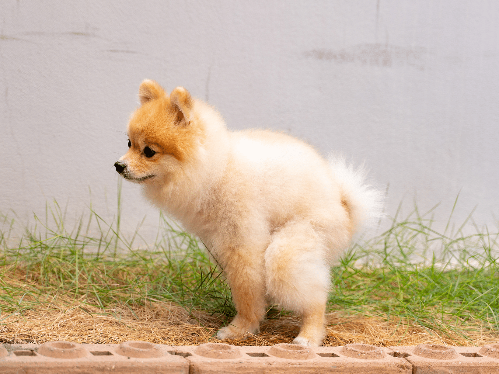 Waarom draait hond rondjes voor poepen?