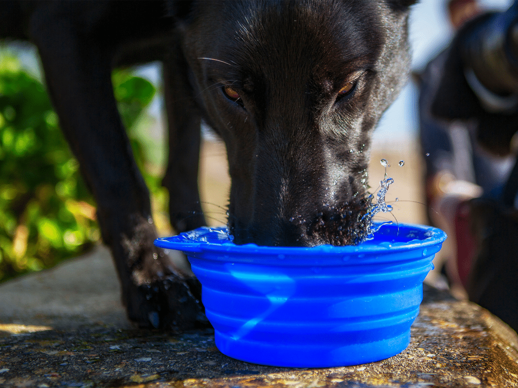 Waarom drinkt een hond veel? Ontdek de oorzaken hier!