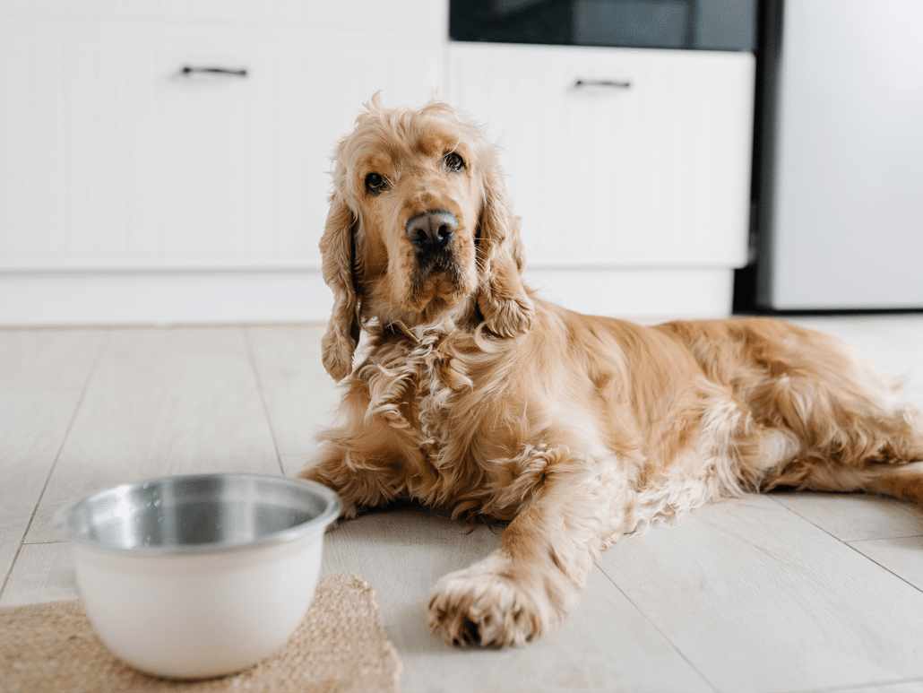 Waarom drinkt mijn hond niet? Oorzaken en tips!