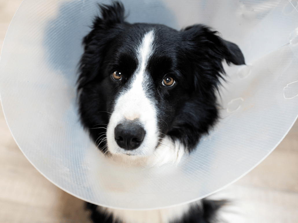 Waarom een hond castreren? Ontdek de voordelen en tips