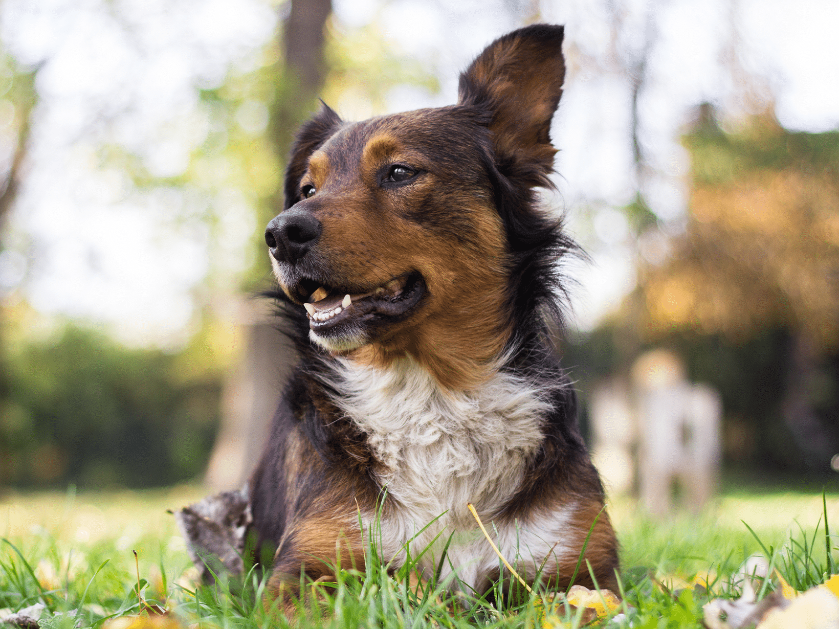 Waarom een hond niet in de ogen kijken?