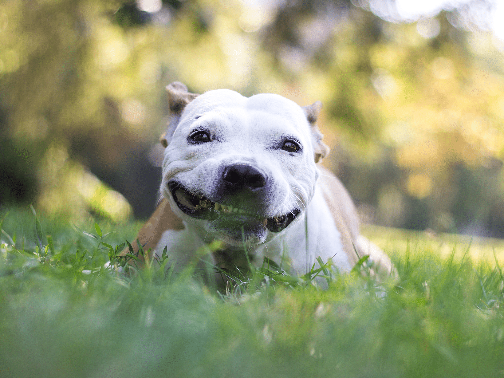 Waarom eet een hond gras?