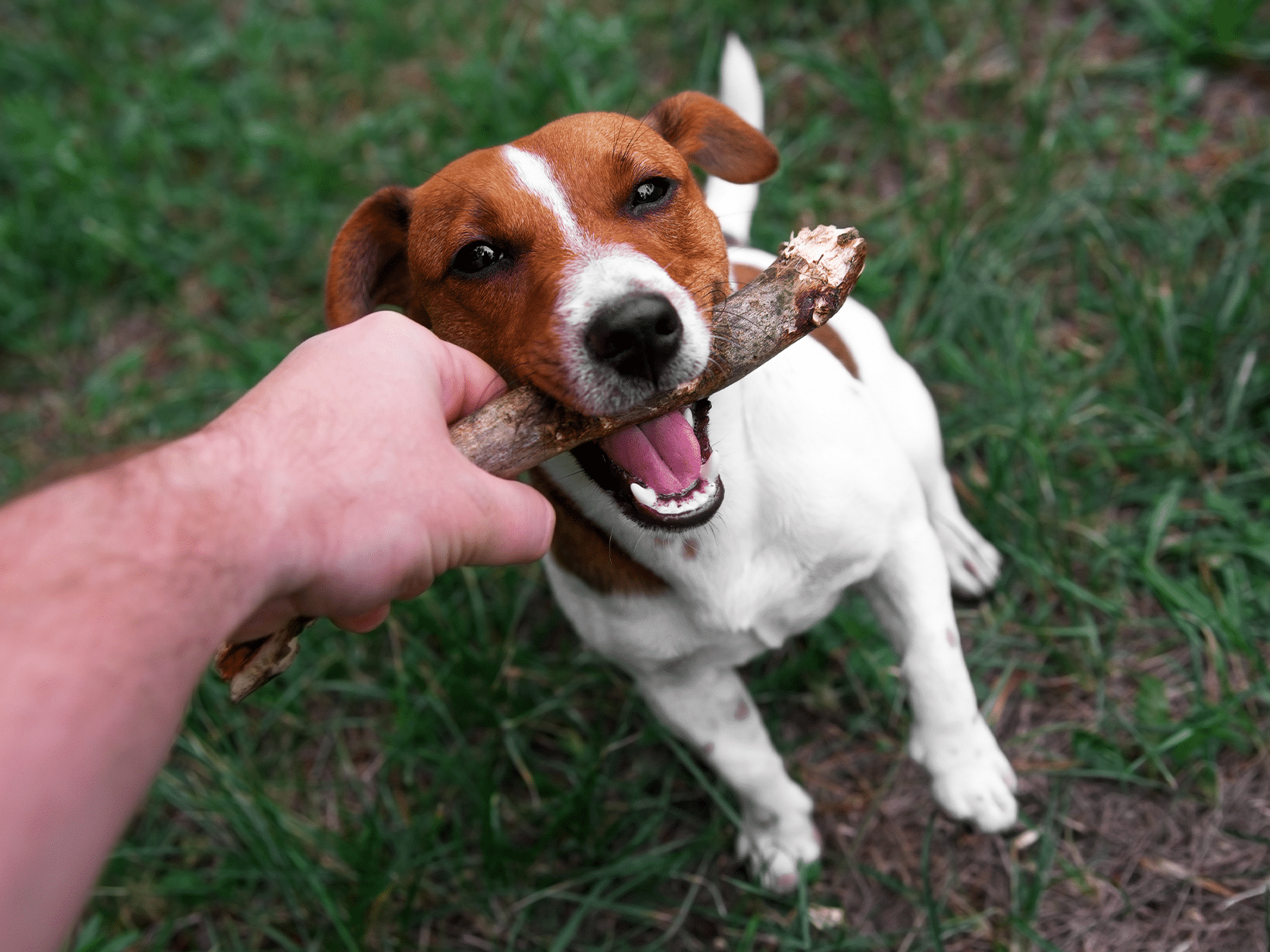 Waarom eet een hond hout?