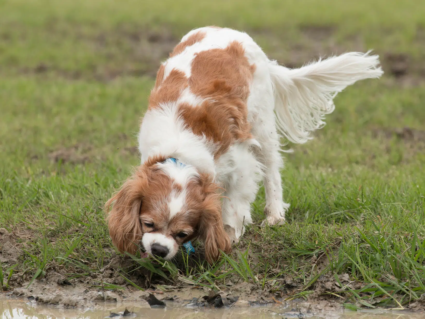 Waarom eet een hond modder?