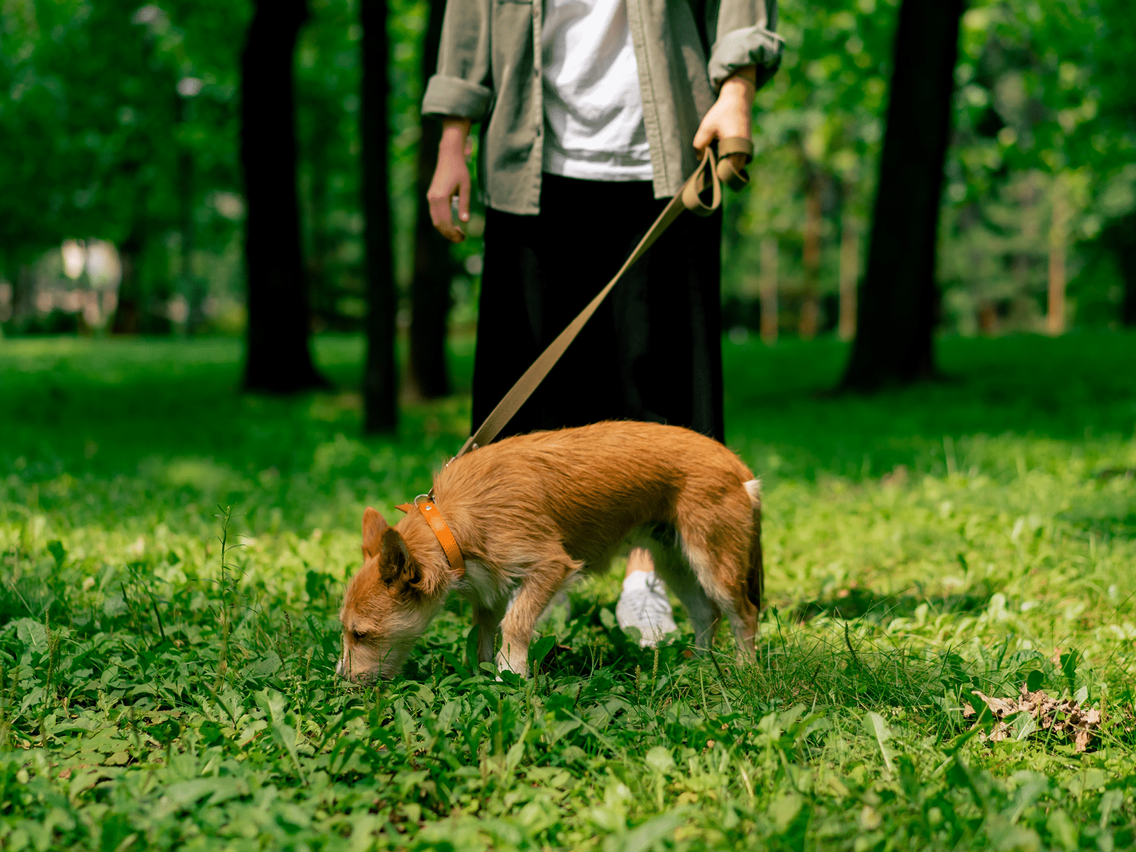 Waarom eet een hond ontlasting?