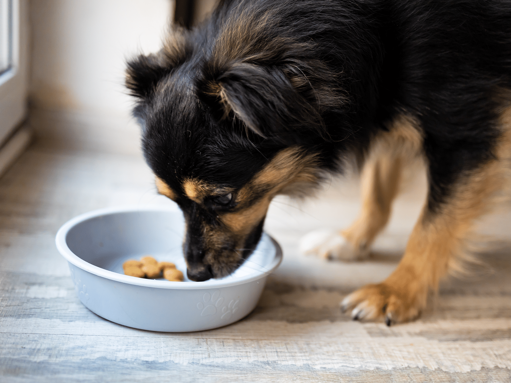 Waarom eet mijn hond geen brokken?