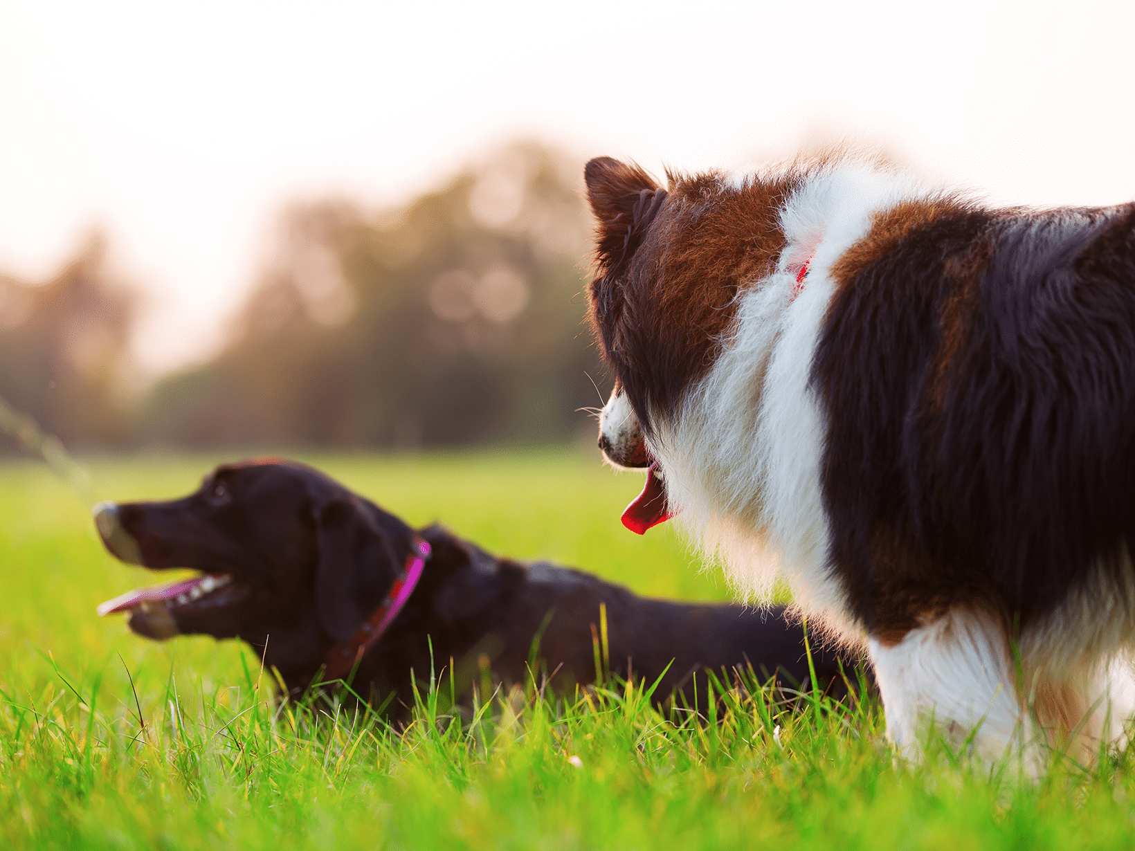 Waarom gaan honden liggen als ze een andere hond zien?