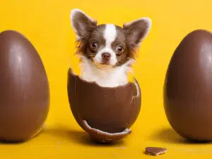 Waarom gaat een hond dood van chocolade?