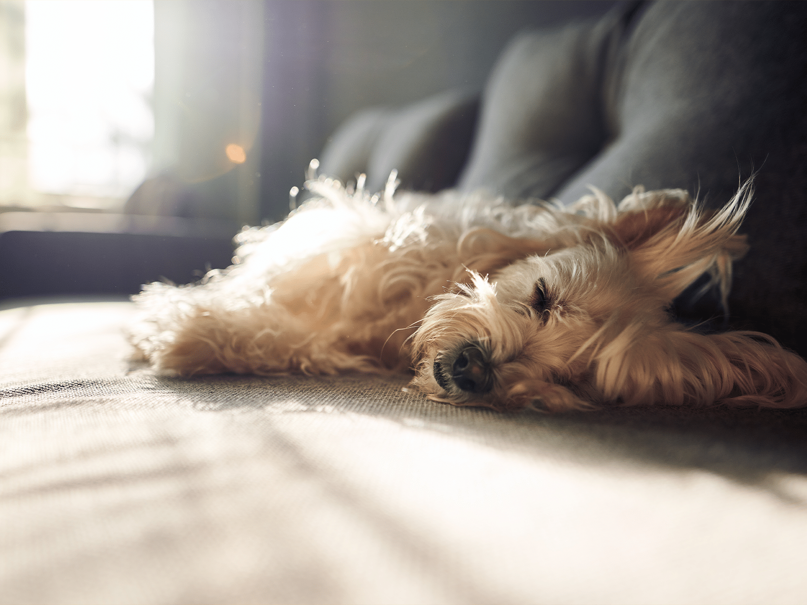 Waarom gaat een hond in de zon liggen?