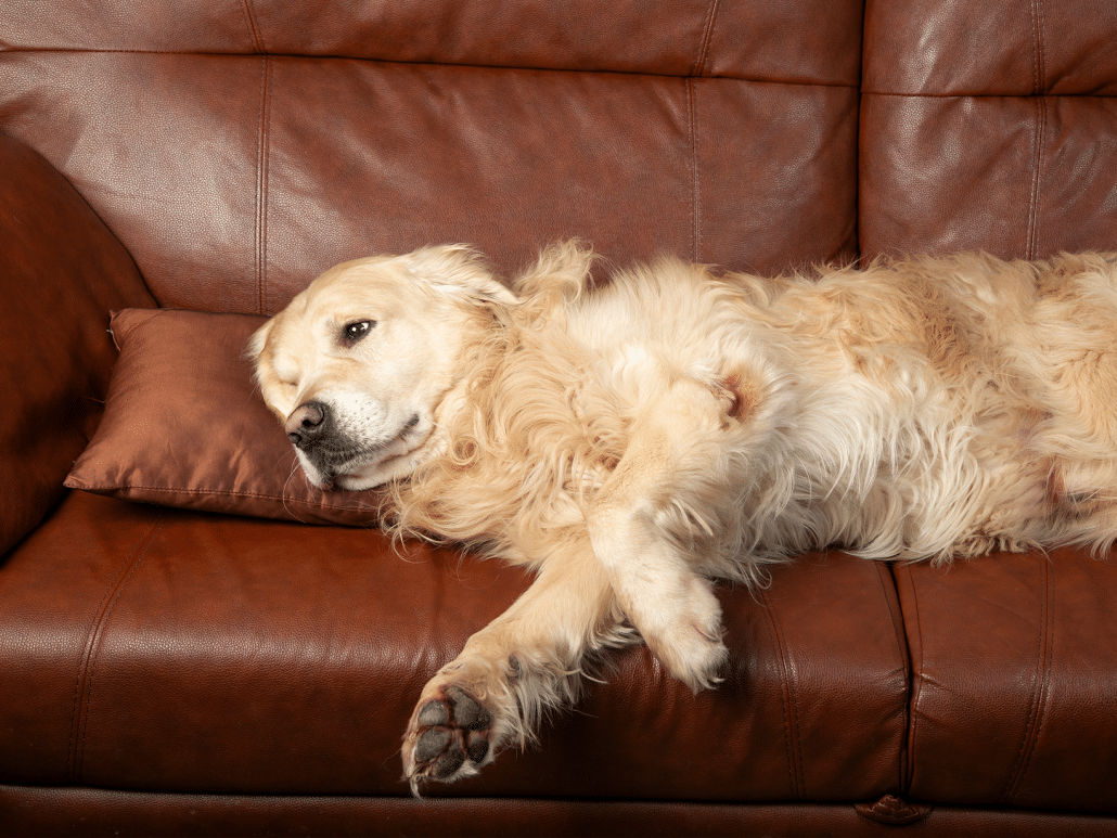 Waarom gaat een hond op je plek liggen? Ontdek de redenen!