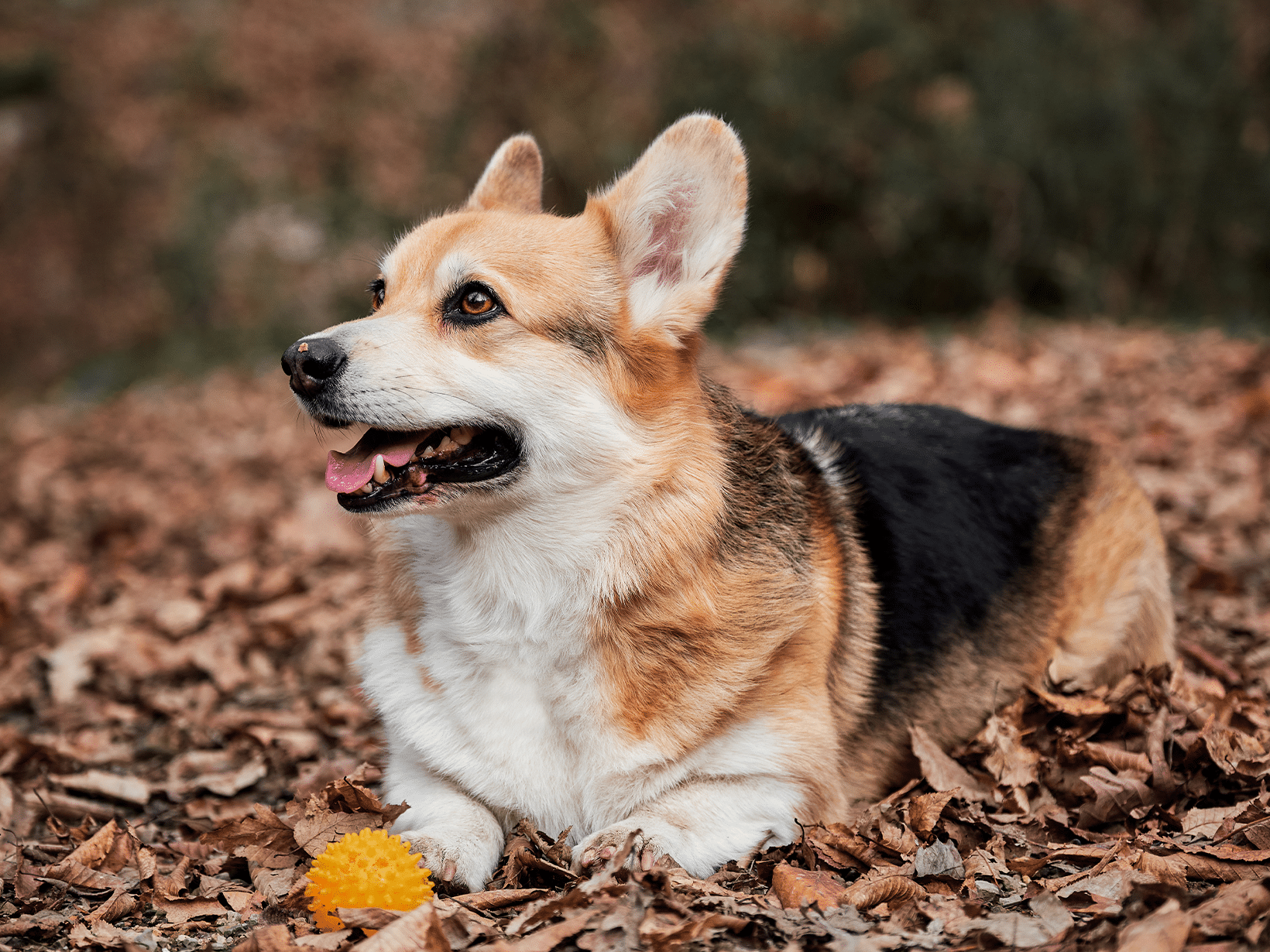 Waarom gaat hond liggen tijdens wandelen?