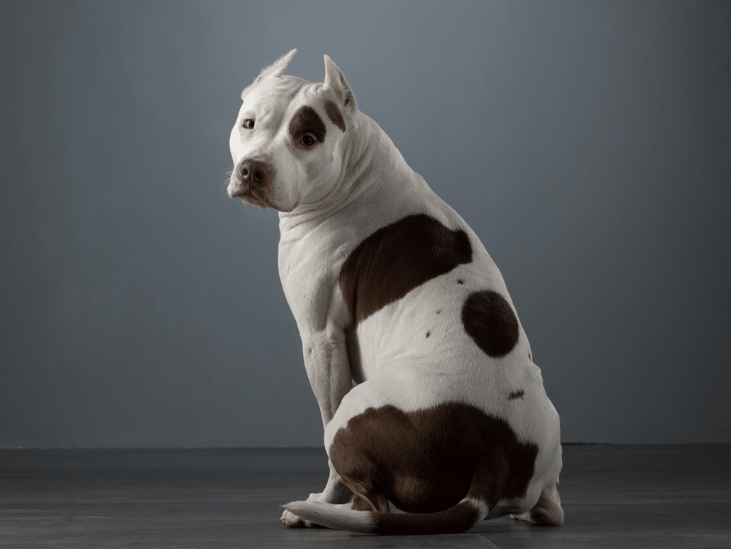 Waarom gaat hond met rug naar je toe zitten? Lees de redenen