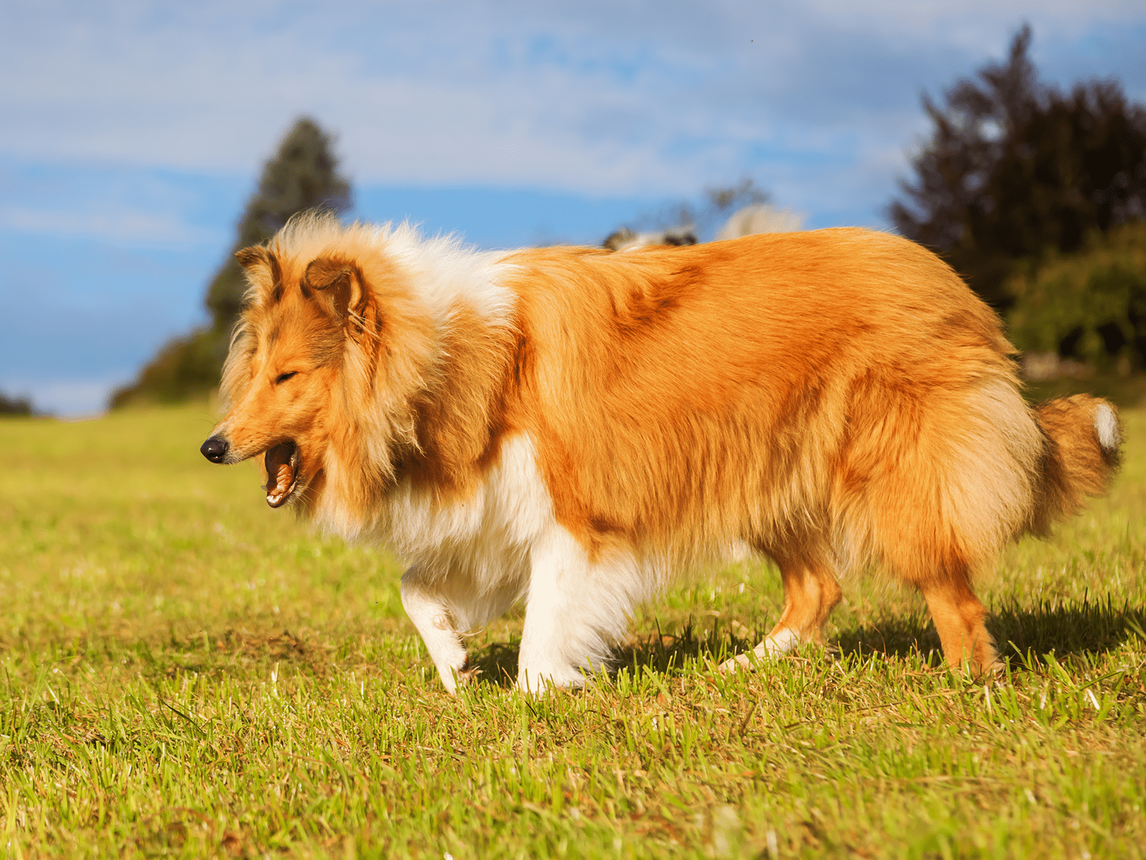 Waarom geeft een hond over?