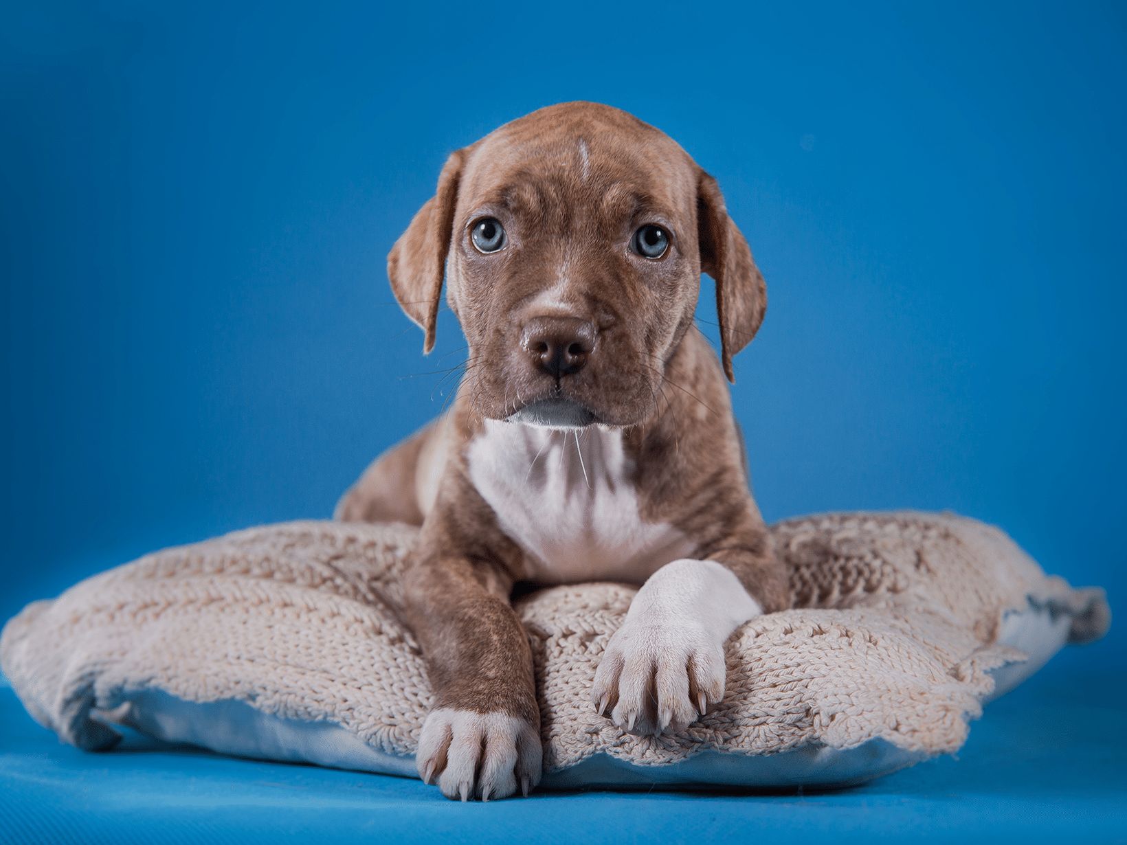 Waarom geen hond nemen?