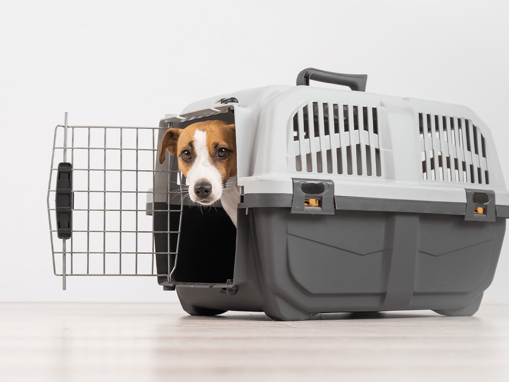 Waarom graaft een hond in zijn bench?