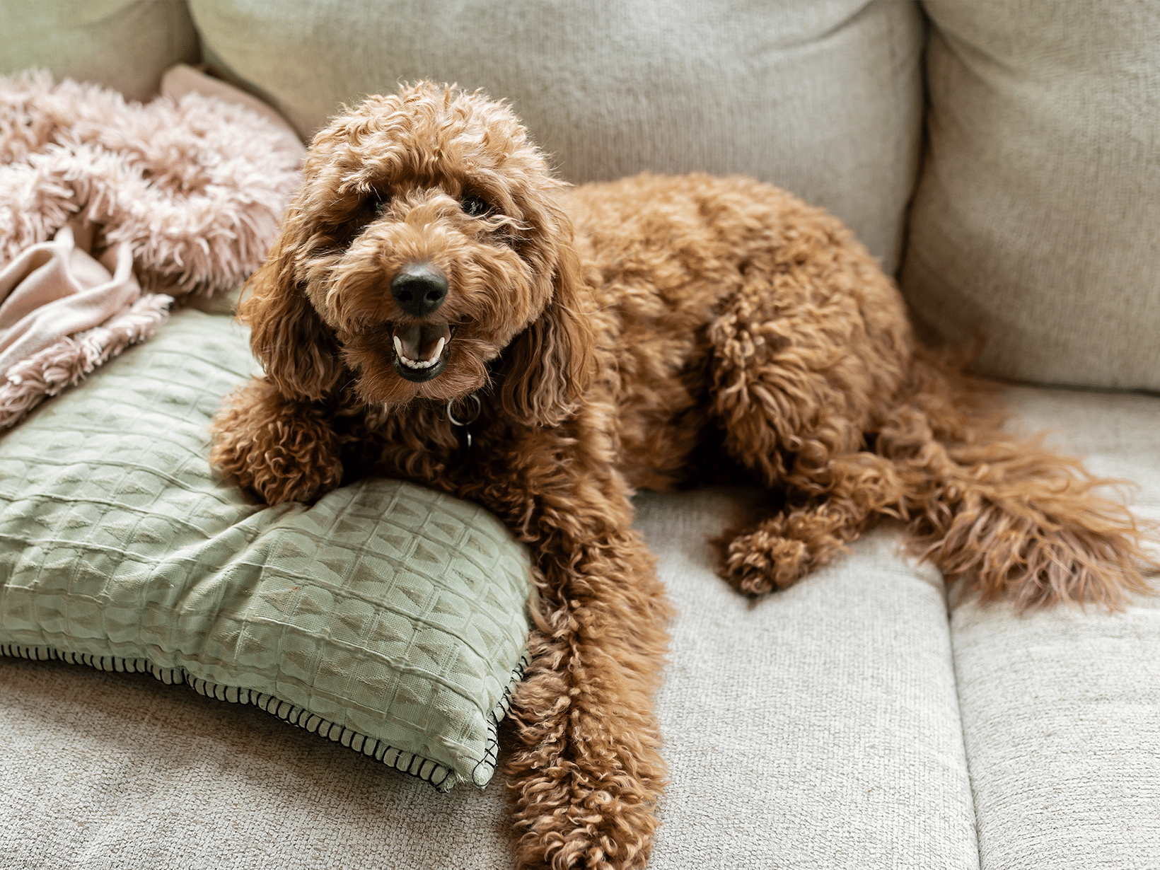 Waarom graaft een hond op de bank?