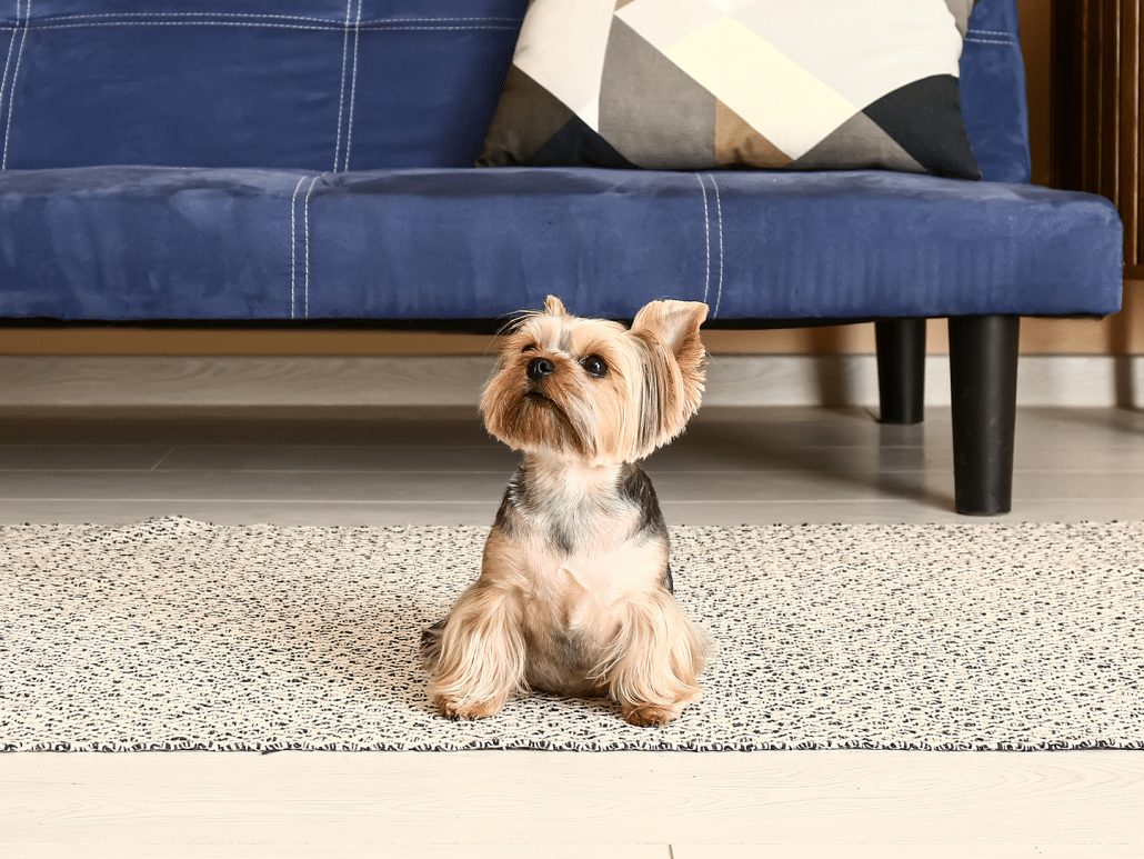 Waarom graaft een hond op een kleed? Ontdek de redenen hier!