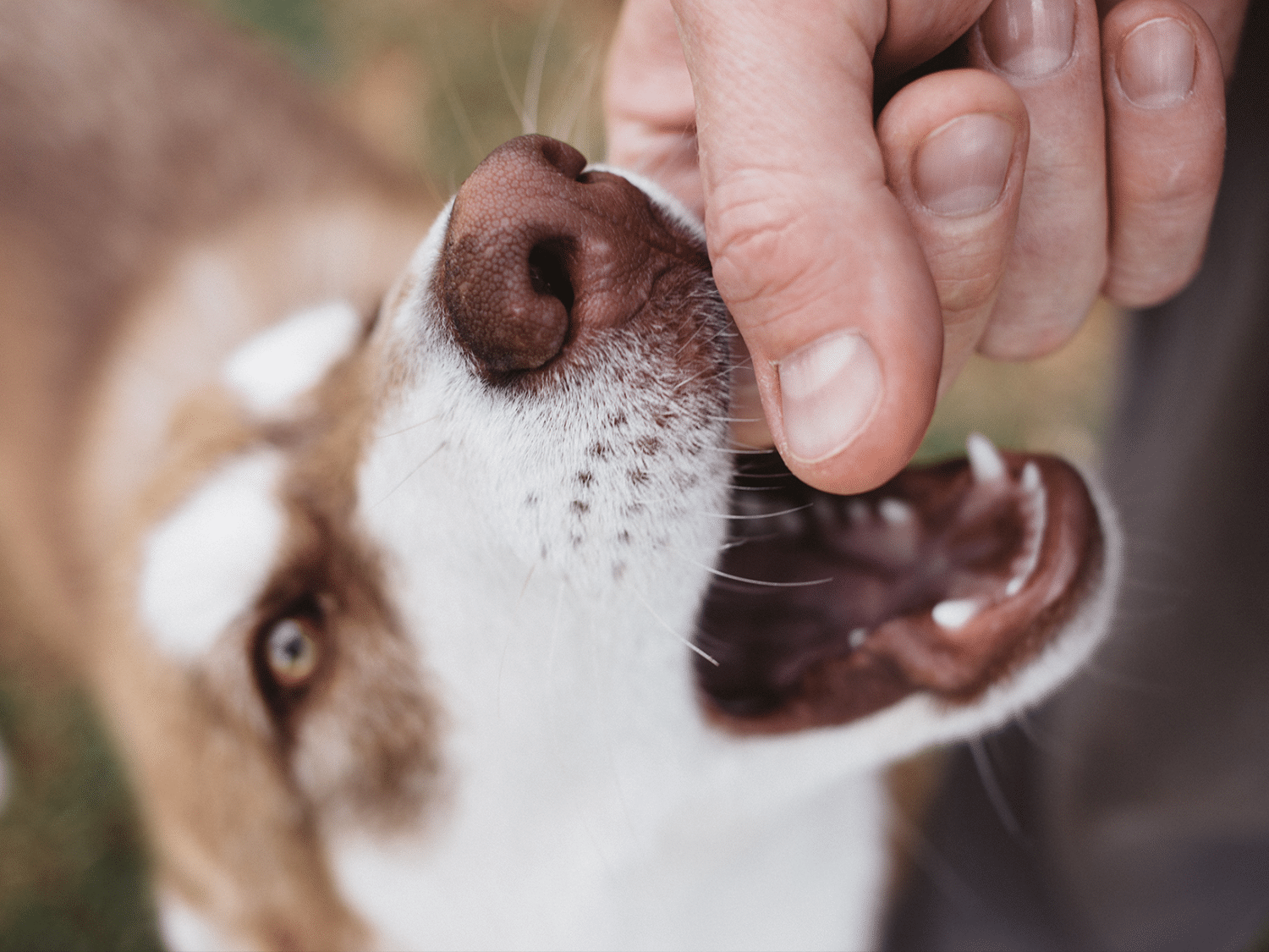 Waarom hapt mijn hond naar mij? Ontdek de redenen hier!
