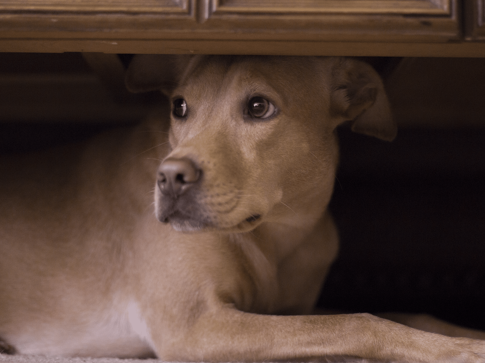 Waarom is een hond bang voor onweer?