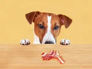 Waarom geen varkensvlees voor een hond?