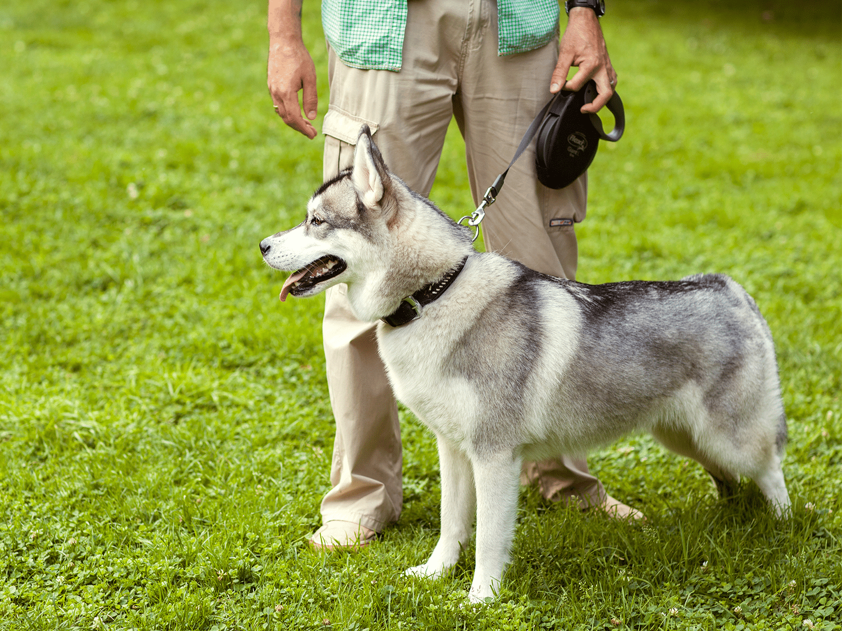 Waarom een hond links laten lopen?