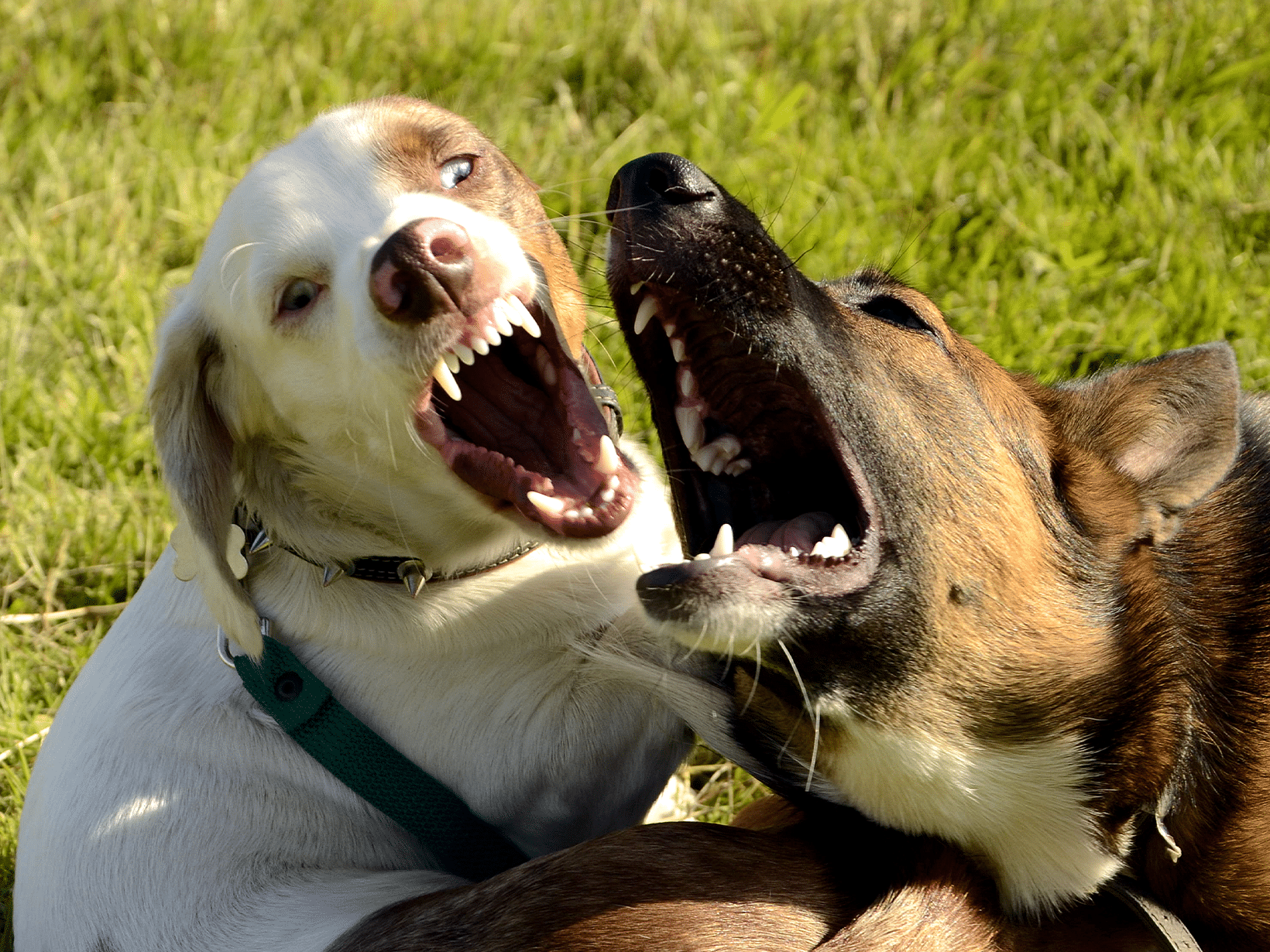 Waarom is mijn hond agressief naar andere honden?