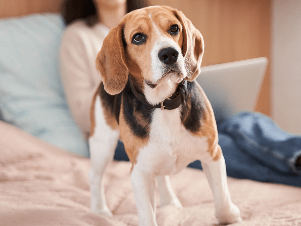 Waarom is mijn hond onrustig? Oorzaken en oplossingen hier!