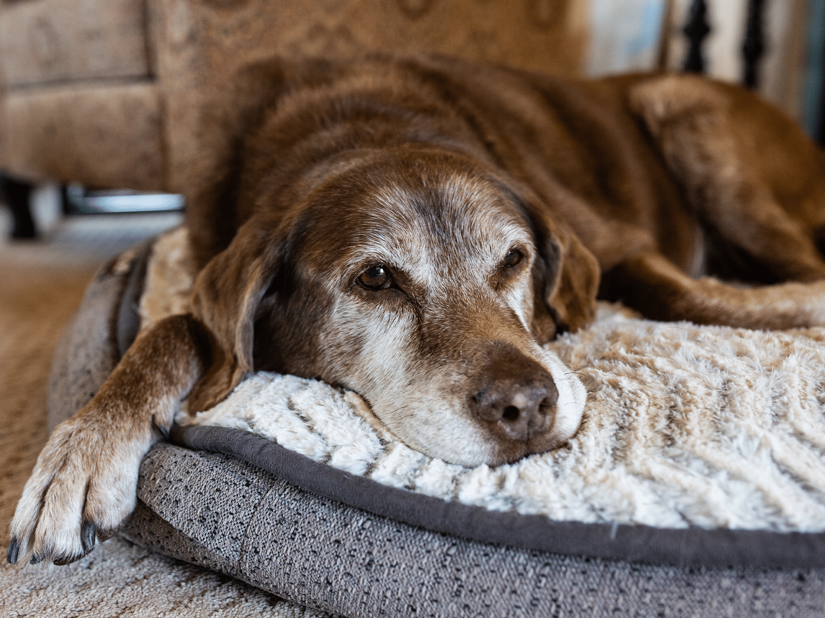 Waarom is mijn hond zo moe?