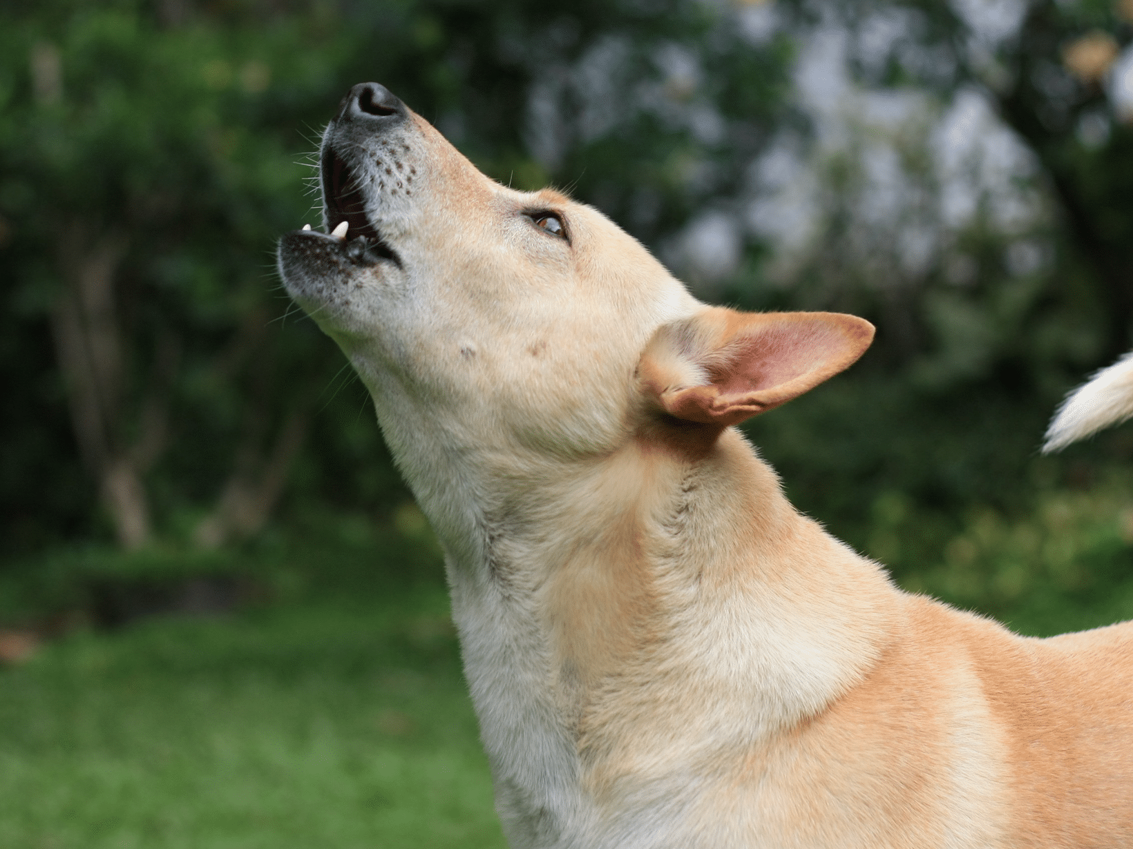 Waarom jankt een hond?