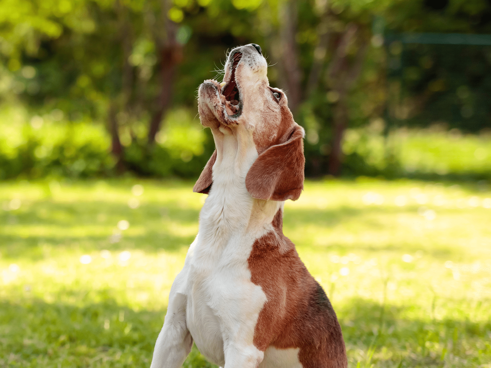 Waarom joelt een hond?