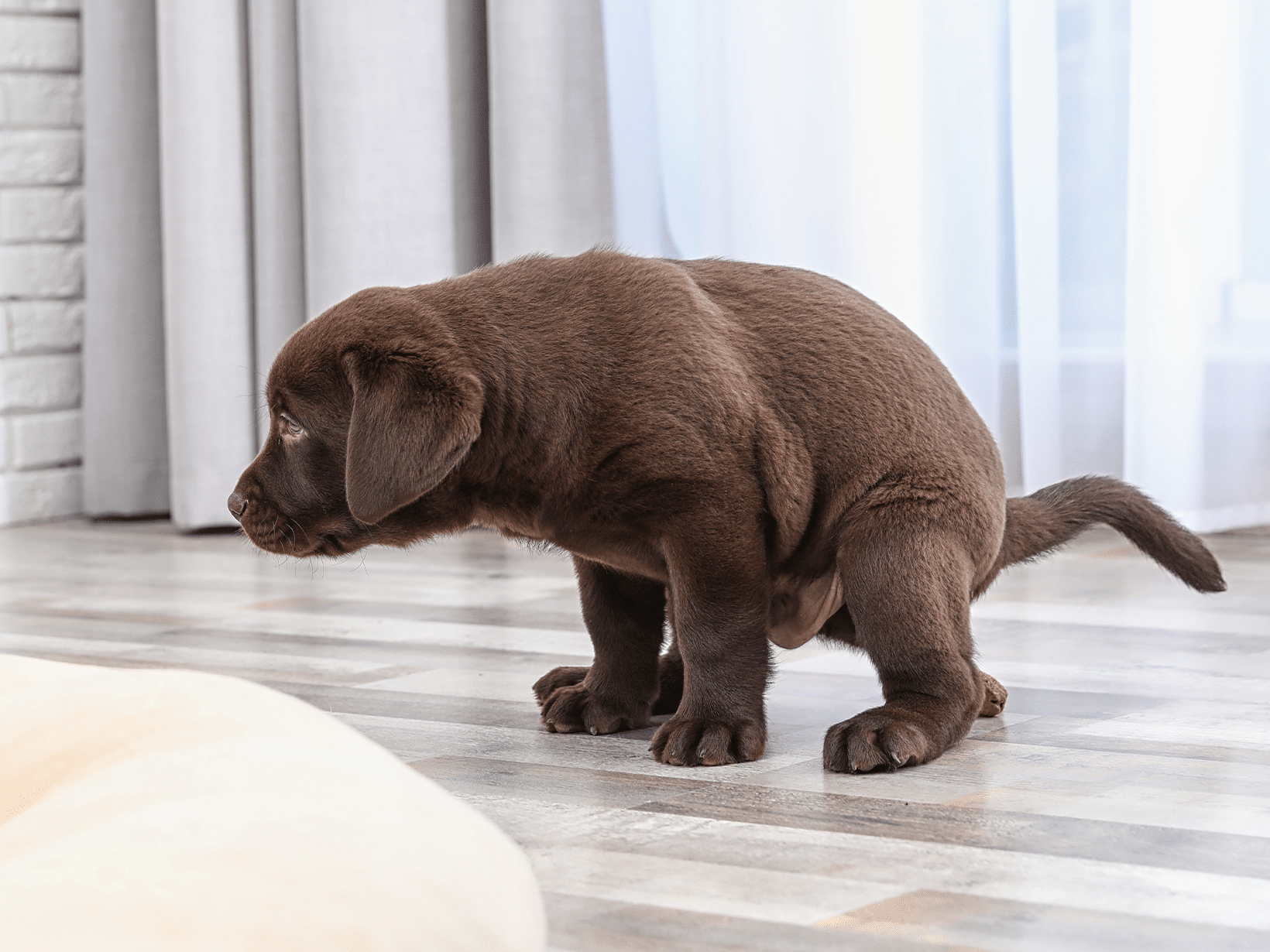 Waarom kakt mijn hond in huis?