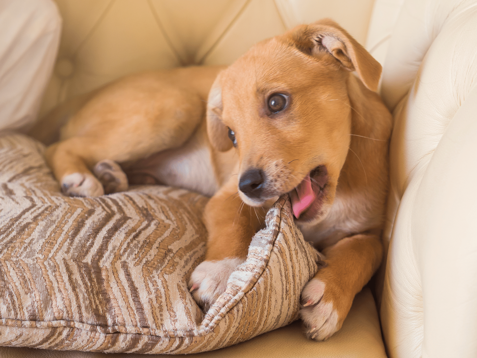 Waarom kauwt mijn hond op alles?