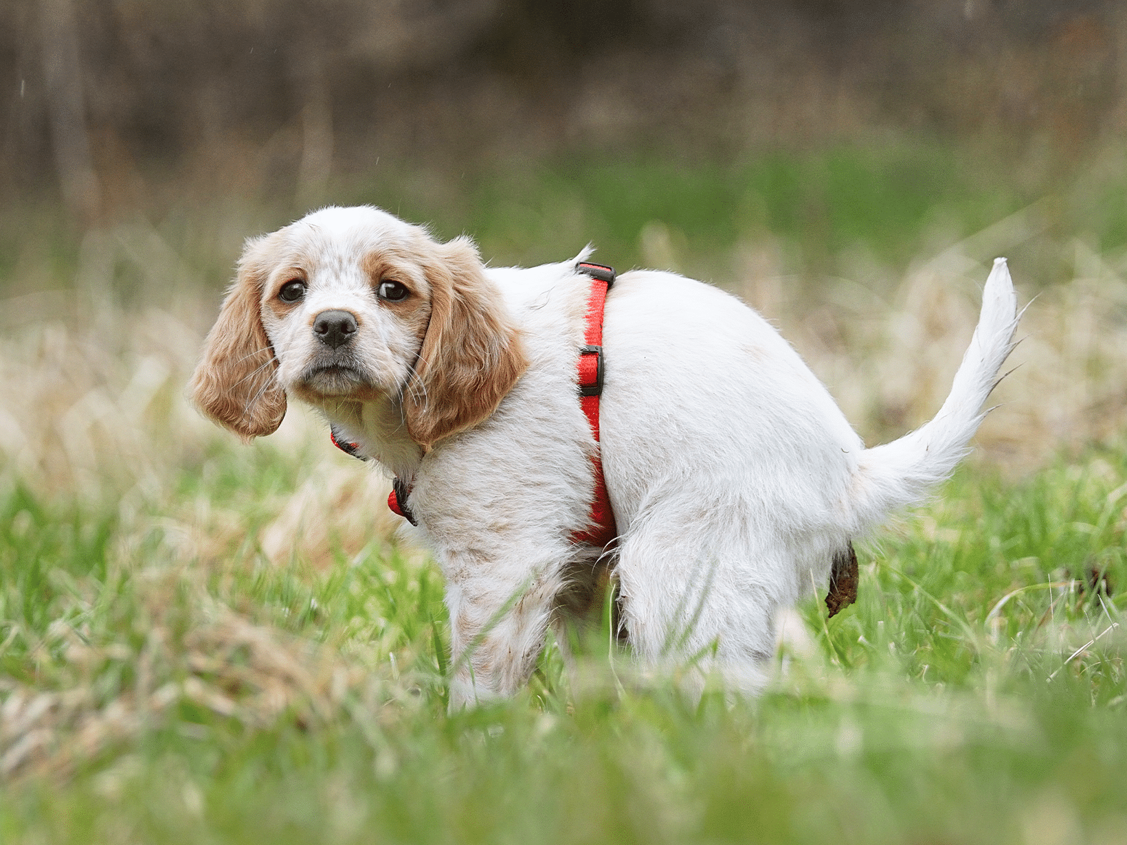 Waarom kijkt een hond je aan als hij poept?