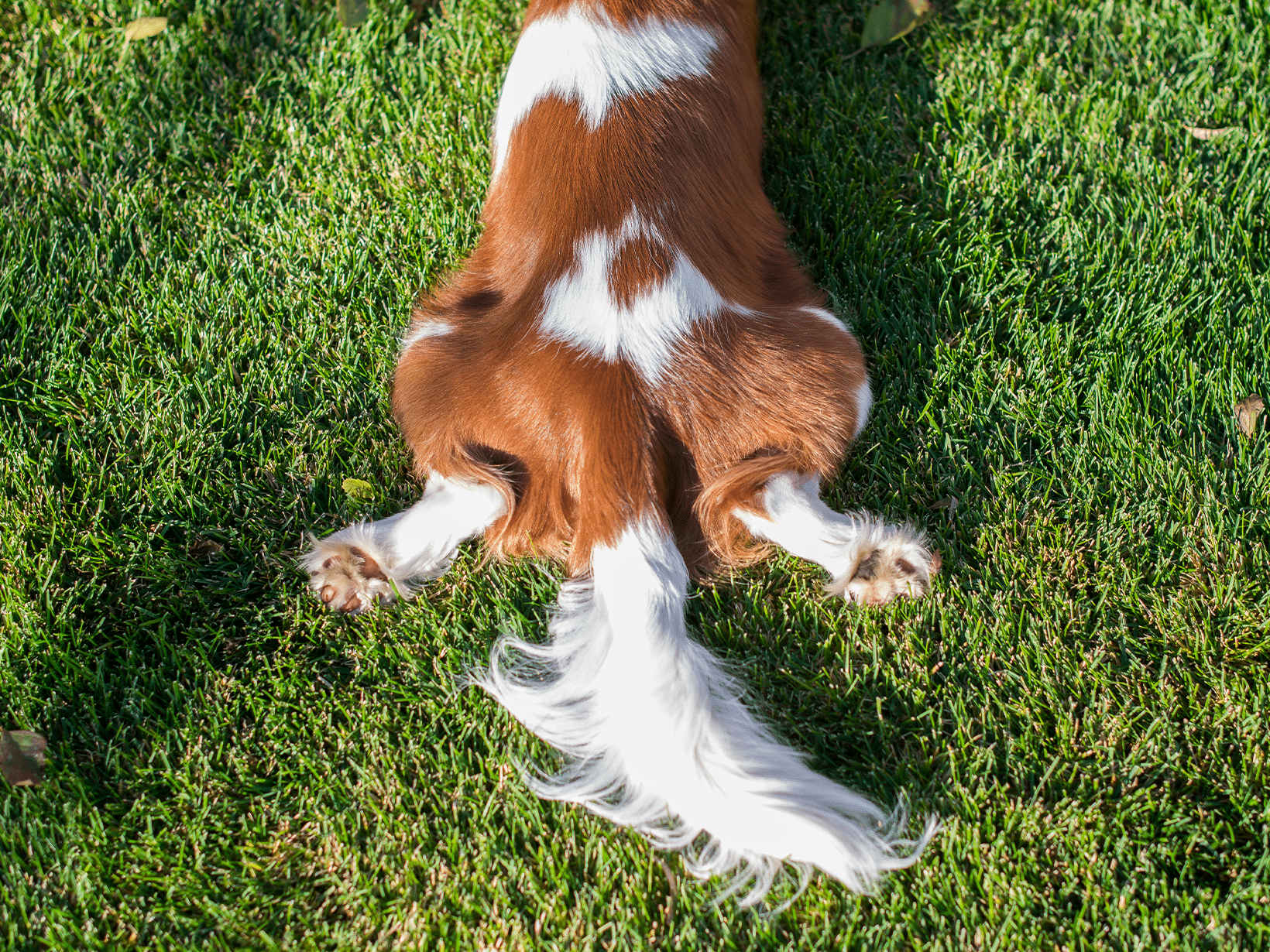 Waarom kwispelt een hond met zijn staart?