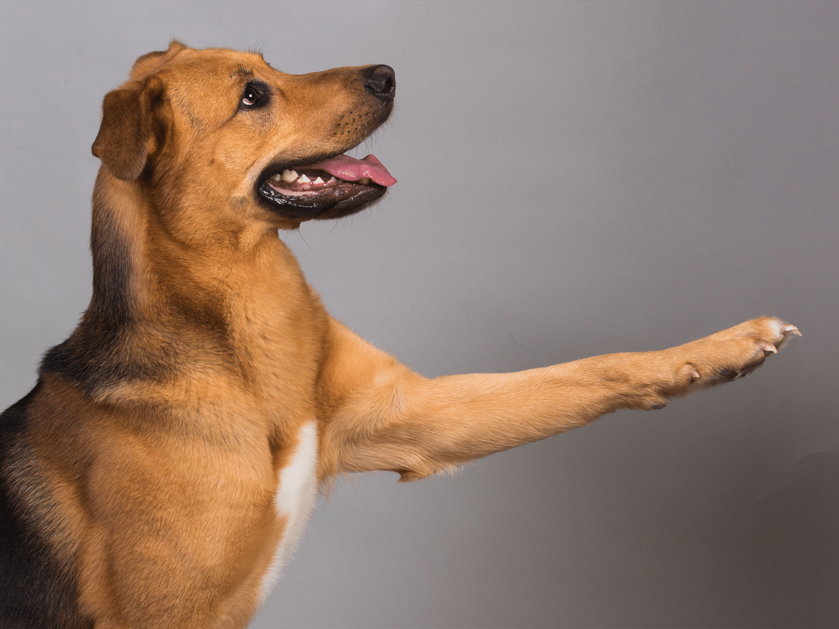 Waarom geeft een hond een poot?