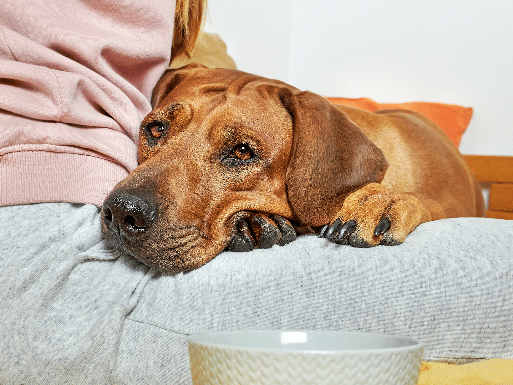 Waarom legt een hond zijn kop op je schoot?