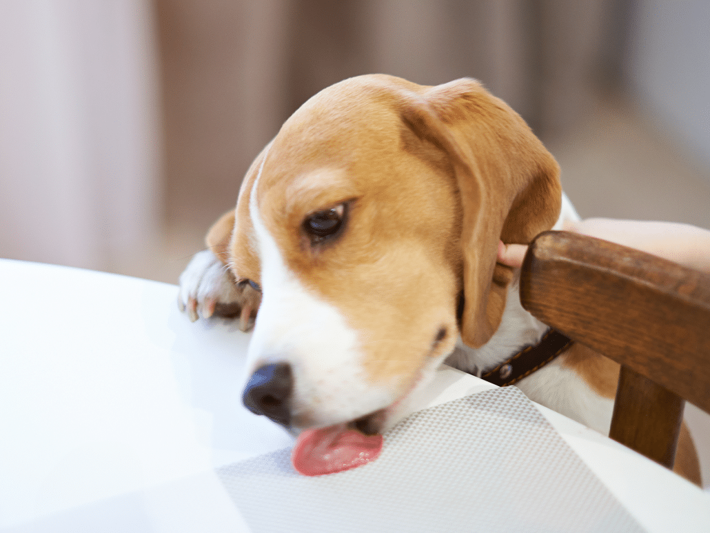 Waarom likt een hond aan alles? Ontdek de oorzaken hier!