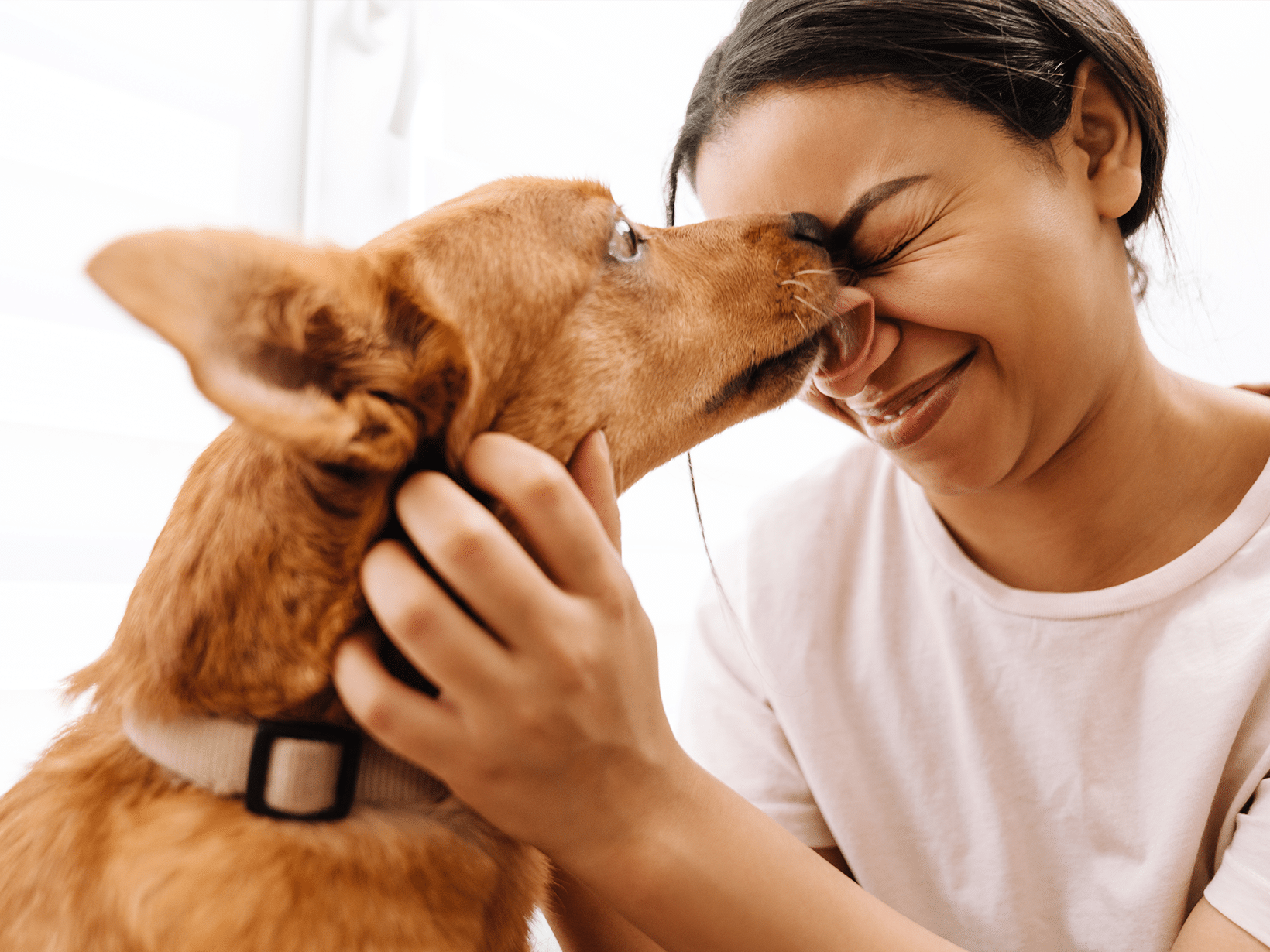 waarom likt een hond in je gezicht