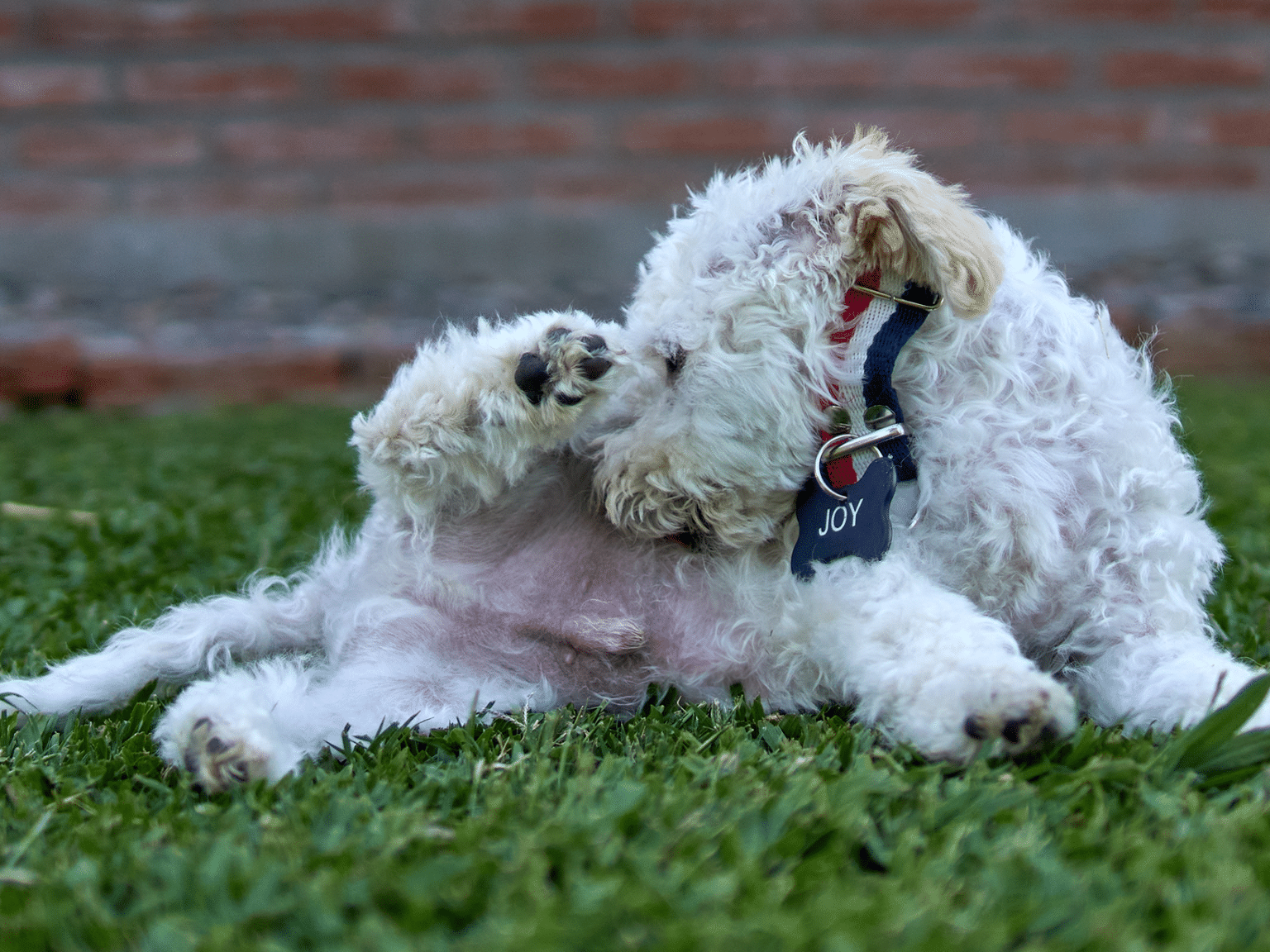 Waarom likt mijn hond aan zijn geslachtsdeel? Ontdek de redenen!