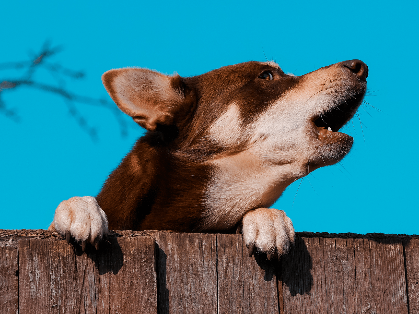 Waarom loeit een hond?