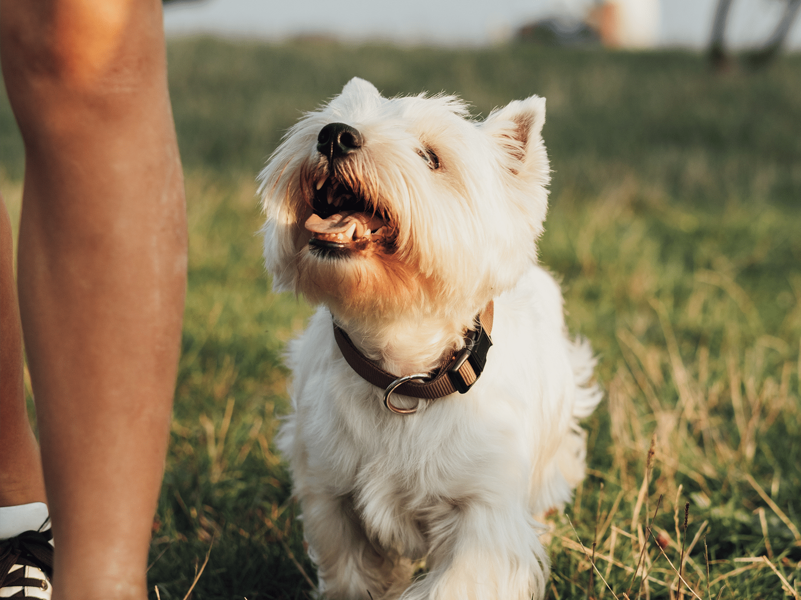 Waarom loopt een hond achter je aan?