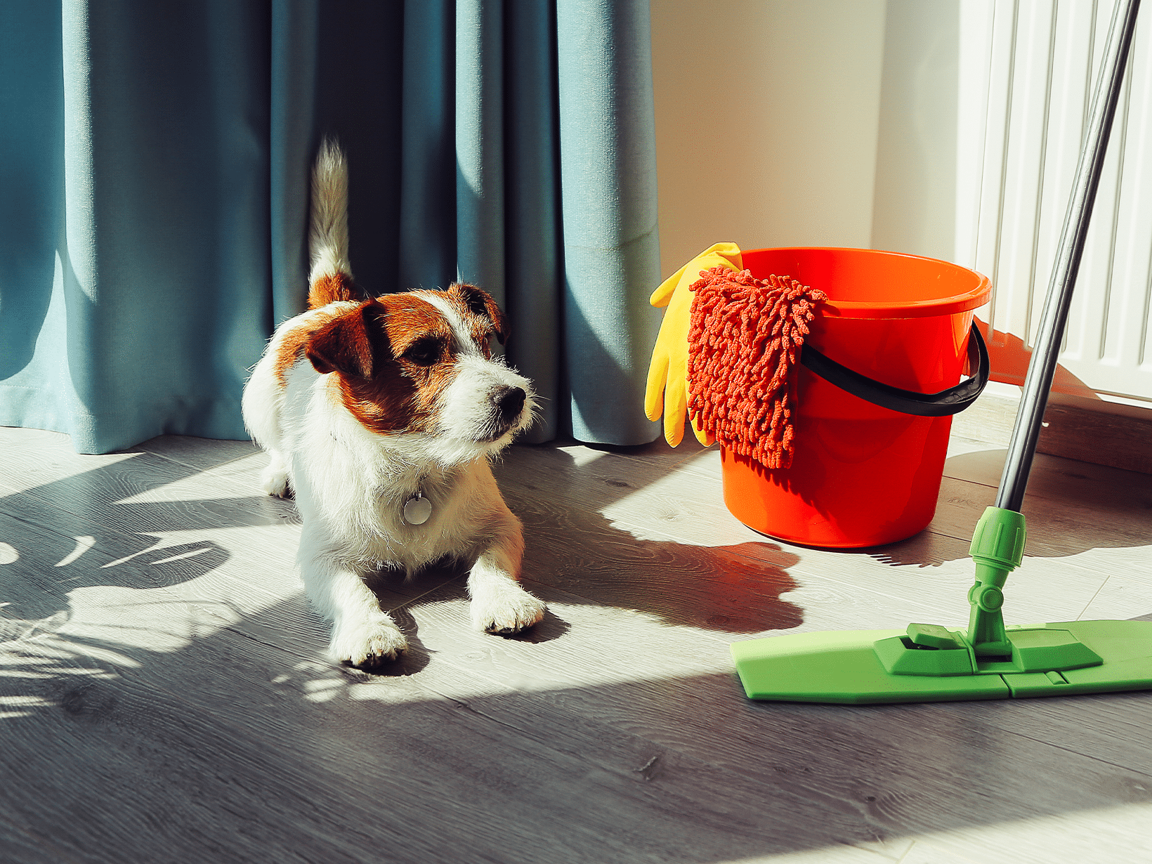 Waarom plast een hond bij begroeting?